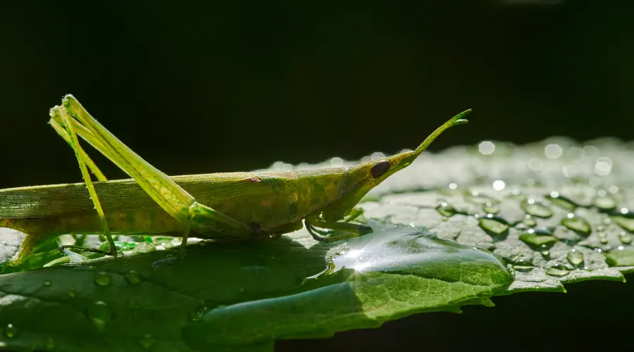 categories-of-pests